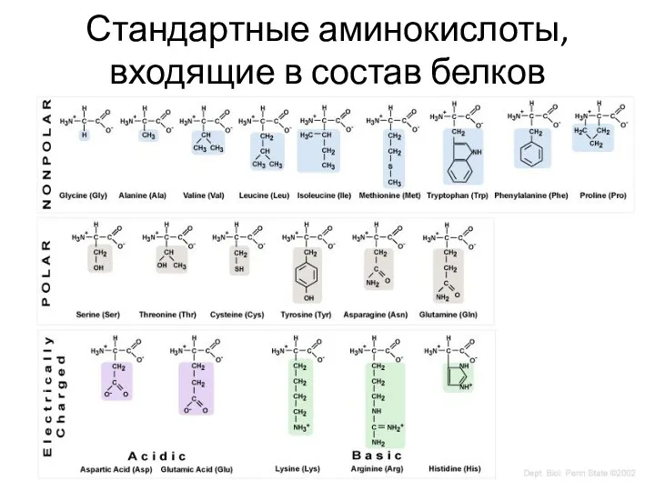 Стандартные аминокислоты, входящие в состав белков