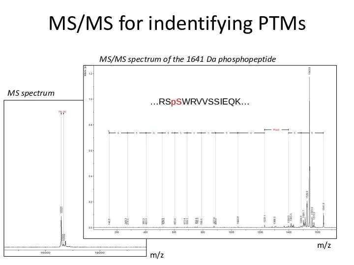 MS/MS for indentifying PTMs m/z m/z MS spectrum MS/MS spectrum of the 1641 Da phosphopeptide …RSpSWRVVSSIEQK…