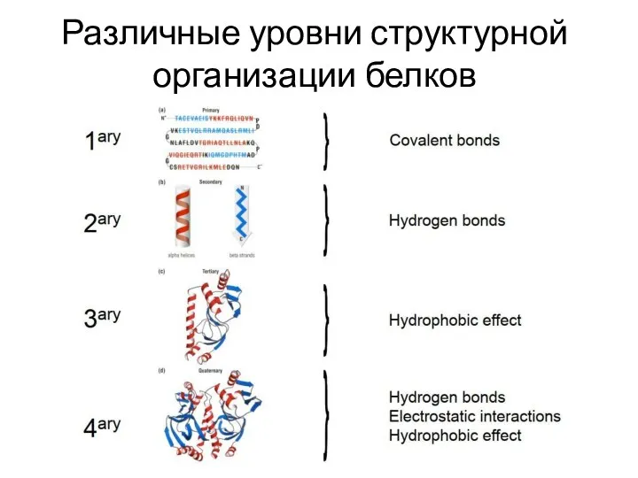 Различные уровни структурной организации белков