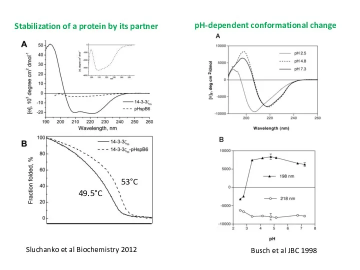 Stabilization of a protein by its partner Sluchanko et al