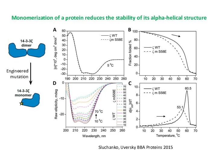 Monomerization of a protein reduces the stability of its alpha-helical