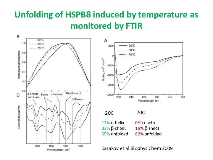 Unfolding of HSPB8 induced by temperature as monitored by FTIR