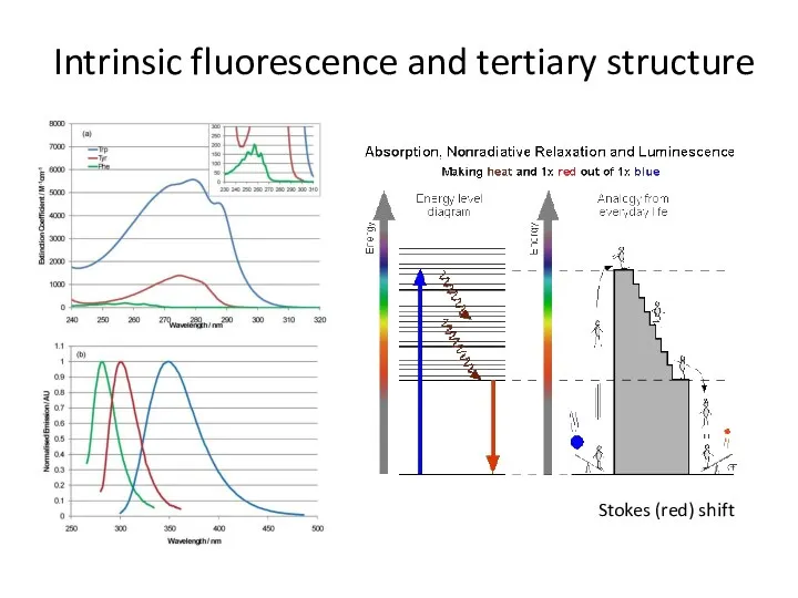 Intrinsic fluorescence and tertiary structure Stokes (red) shift