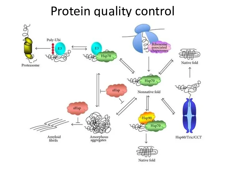 Protein quality control