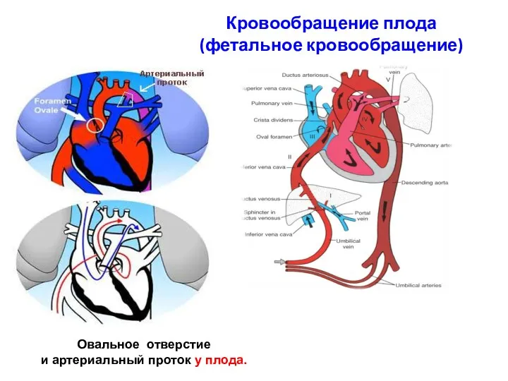 Кровообращение плода (фетальное кровообращение) Овальное отверстие и артериальный проток у плода.