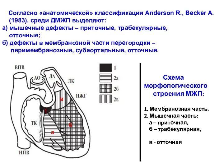 Схема морфологического строения МЖП: 1. Мембранозная часть. 2. Мышечная часть: