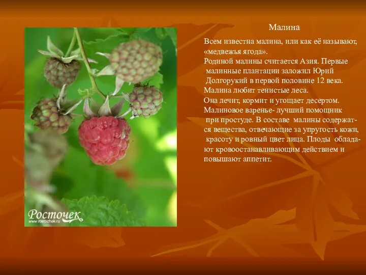 Малина Всем известна малина, или как её называют, «медвежья ягода».