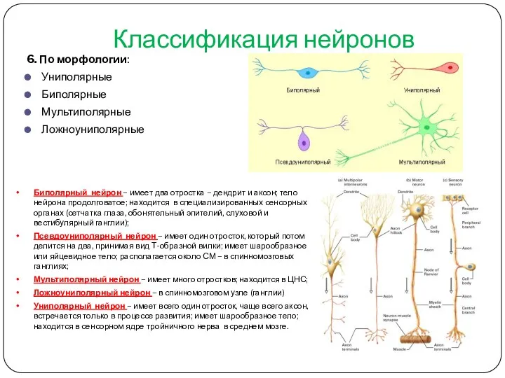 Классификация нейронов 6. По морфологии: Униполярные Биполярные Мультиполярные Ложноуниполярные Биполярный