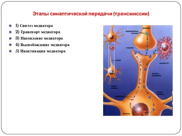 Этапы синаптической передачи (трансмиссии) 1) Синтез медиатора 2) Транспорт медиатора 3) Накопление медиатора