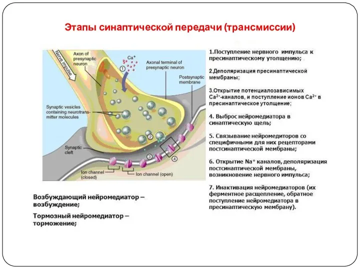 Этапы синаптической передачи (трансмиссии)