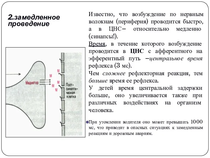 2.замедленное проведение Известно, что возбуждение по нервным волокнам (периферия) проводится быстро, а в