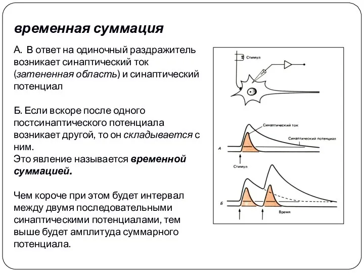 временная суммация А.. В ответ на одиночный раздражитель возникает синаптический