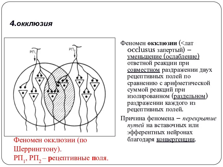 4.окклюзия Феномен окклюзии ( Причина феномена – перекрытие путей на вставочных или эфферентных