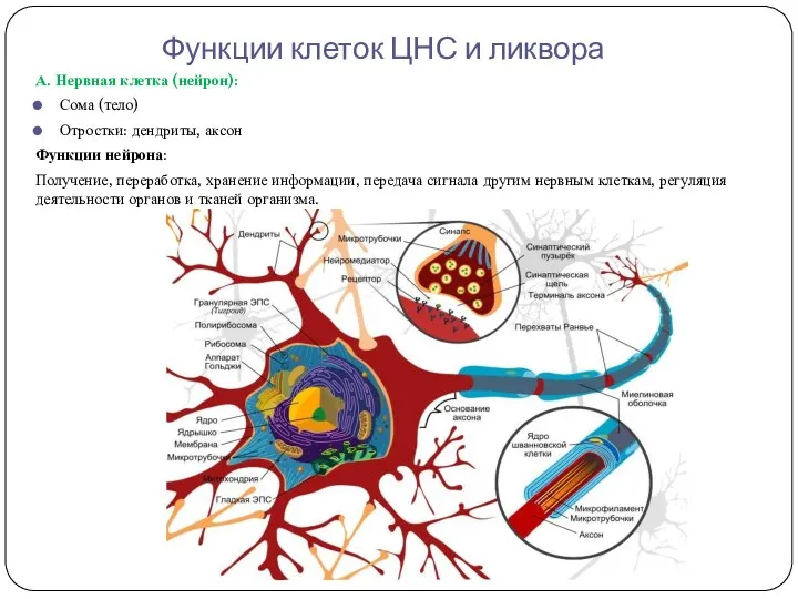 Функции клеток ЦНС и ликвора А. Нервная клетка (нейрон): Сома (тело) Отростки: дендриты,