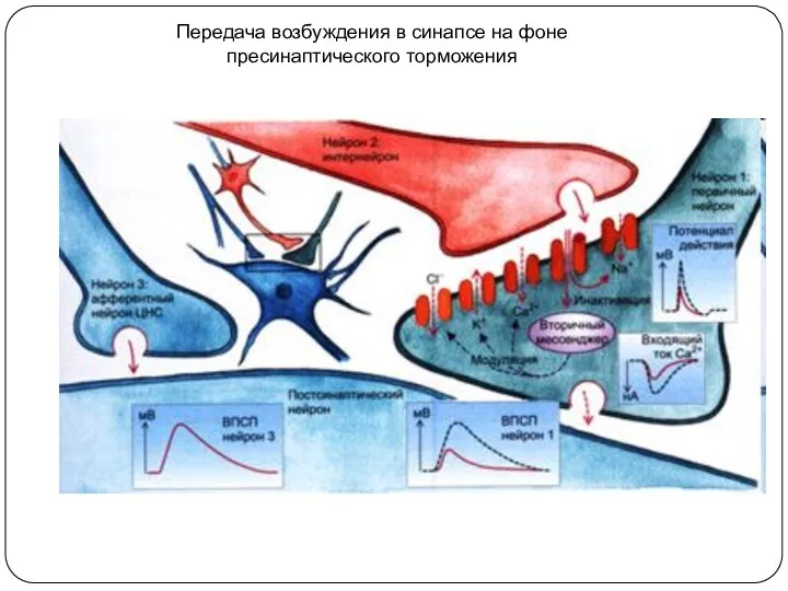 Передача возбуждения в синапсе на фоне пресинаптического торможения