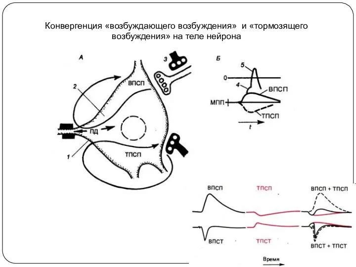 Конвергенция «возбуждающего возбуждения» и «тормозящего возбуждения» на теле нейрона