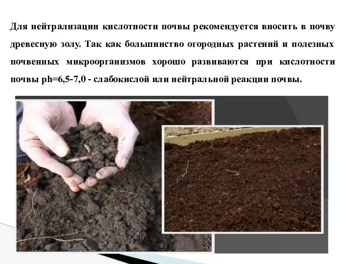 Для нейтрализации кислотности почвы рекомендуется вносить в почву древесную золу.