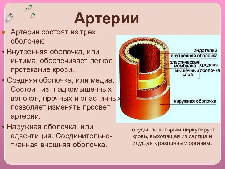Артерии Артерии coстоят из трех оболочек: • Внутренняя оболочка, или интима, обеспечивает легкое
