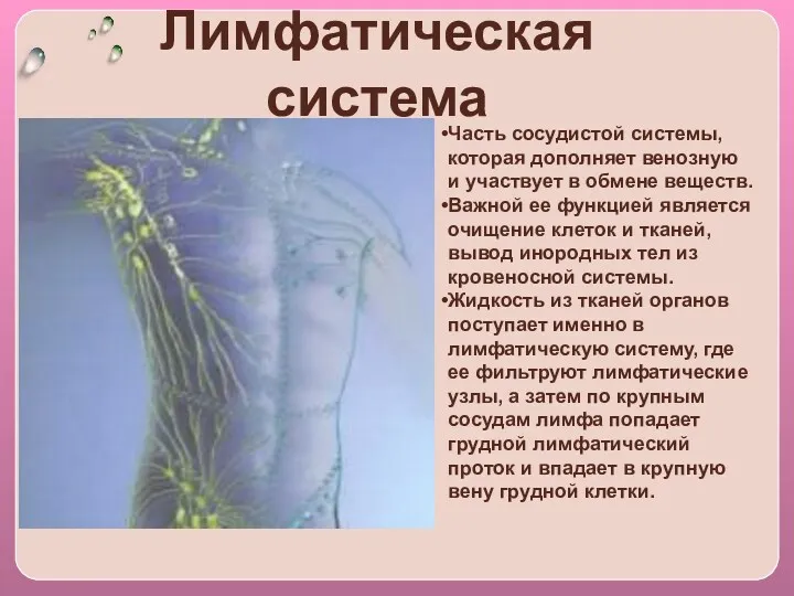 Лимфатическая система Часть сосудистой системы, которая дополняет венозную и участвует в обмене веществ.
