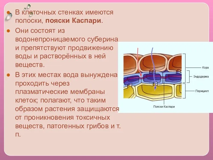 В клеточных стенках имеются полоски, пояски Каспари. Они состоят из водонепроницаемого суберина и