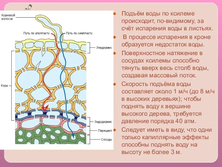 Подъём воды по ксилеме происходит, по-видимому, за счёт испарения воды в листьях. В