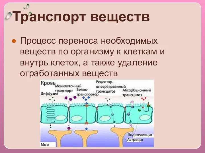 Транспорт веществ Процесс переноса необходимых веществ по организму к клеткам и внутрь клеток,