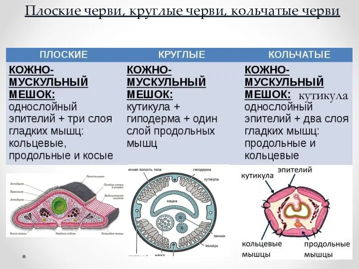 Плоские черви, круглые черви, кольчатые черви кутикула