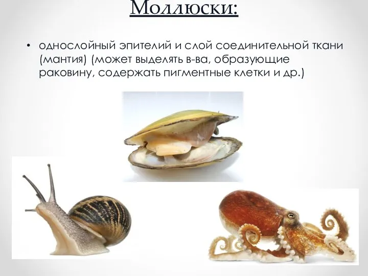 Моллюски: однослойный эпителий и слой соединительной ткани (мантия) (может выделять