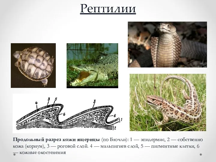 Рептилии