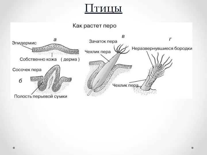 Птицы