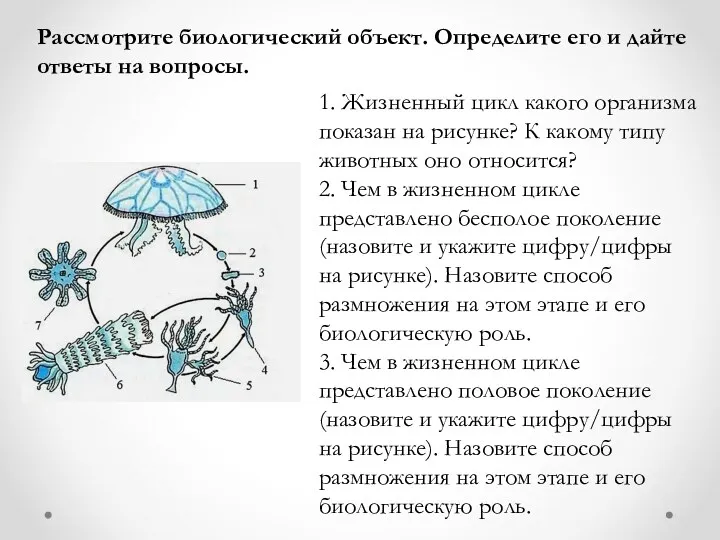 1. Жизненный цикл какого организма показан на рисунке? К какому