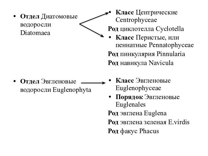 Отдел Диатомовые водоросли Diatomaea Отдел Эвгленовые водоросли Euglenophyta Класс Центрические Сentrophyceae Род циклотелла