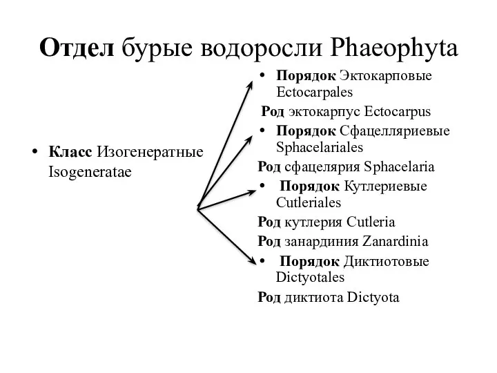 Отдел бурые водоросли Phaeophyta Класс Изогенератные Isogeneratae Порядок Эктокарповые Ectocarpales