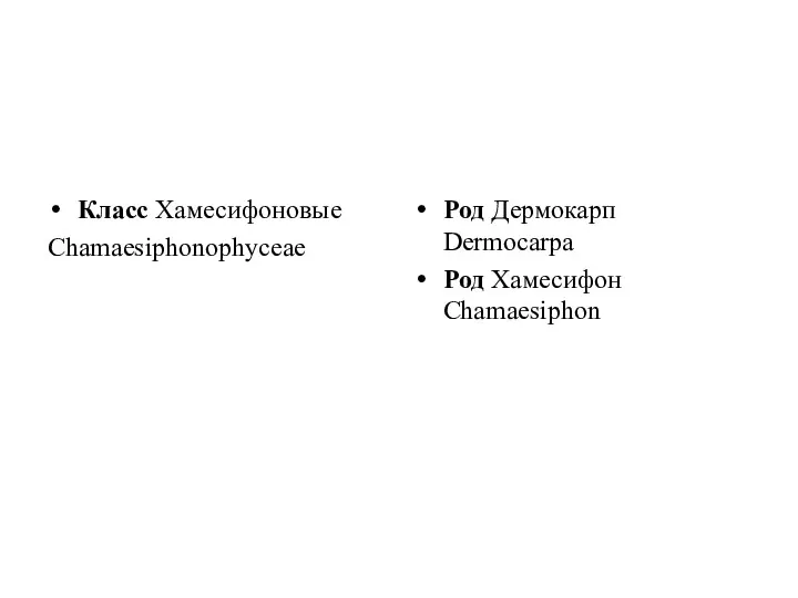 Класс Хамесифоновые Chamaesiphonophyceae Род Дермокарп Dermocarpa Род Хамесифон Chamaesiphon