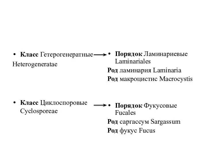 Класс Гетерогенератные Heterogeneratae Класс Циклоспоровые Cyclosporeae Порядок Ламинариевые Laminariales Род