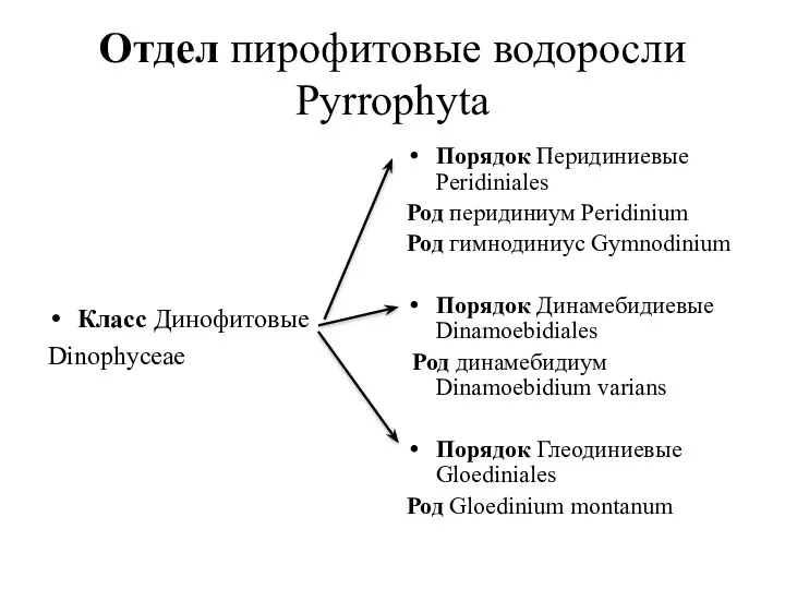 Отдел пирофитовые водоросли Pyrrophyta Класс Динофитовые Dinophyceae Порядок Перидиниевые Peridiniales Род перидиниум Peridinium