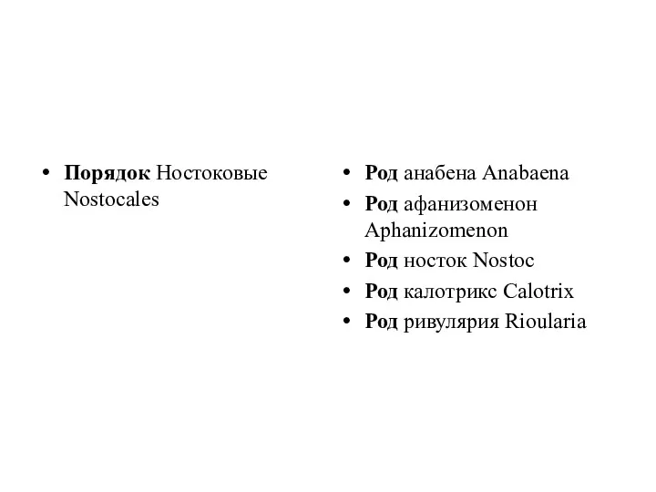 Порядок Ностоковые Nostocales Род анабена Anabaena Род афанизоменон Aphanizomenon Род носток Nostoc Род