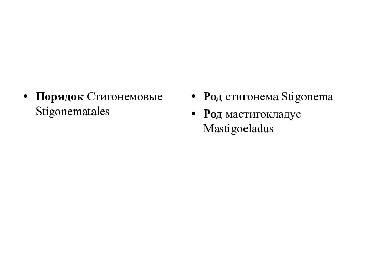 Порядок Стигонемовые Stigonematales Род стигонема Stigonema Род мастигокладус Mastigoeladus