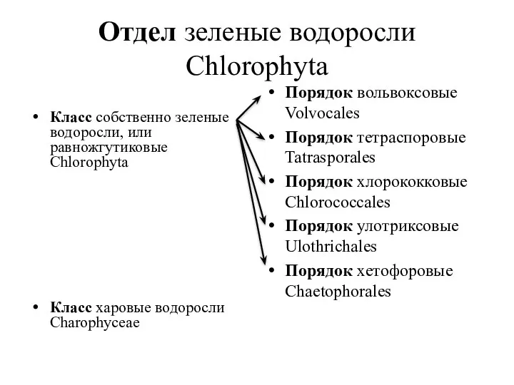 Отдел зеленые водоросли Chlorophyta Класс собственно зеленые водоросли, или равножгутиковые Chlorophyta Класс харовые