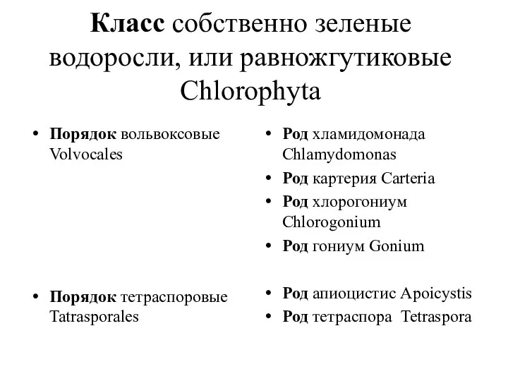 Класс собственно зеленые водоросли, или равножгутиковые Chlorophyta Порядок вольвоксовые Volvocales Порядок тетраспоровые Tatrasporales