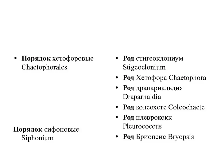 Порядок хетофоровые Chaetophorales Порядок сифоновые Siphonium Род стигеоклониум Stigeoclonium Род Хетофора Chaetophora Род