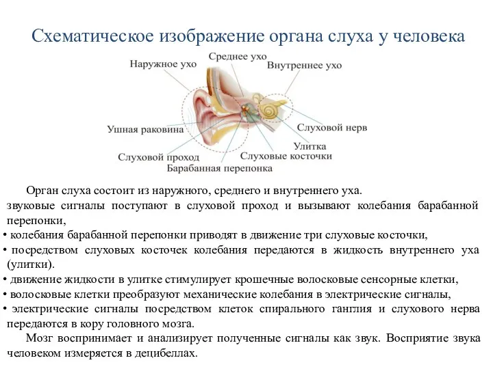 Схематическое изображение органа слуха у человека Орган слуха состоит из