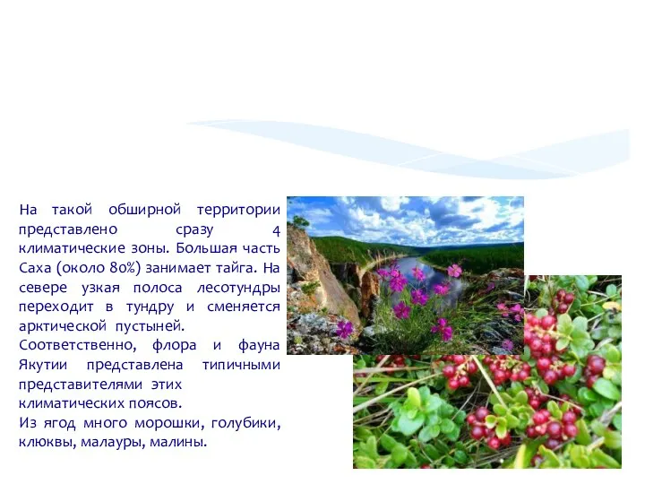 На такой обширной территории представлено сразу 4 климатические зоны. Большая