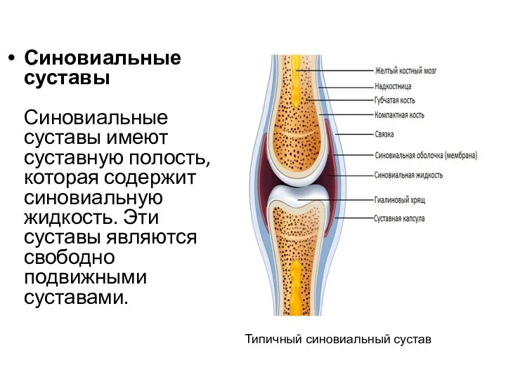 Синовиальные суставы Синовиальные суставы имеют суставную полость, которая содержит синовиальную жидкость. Эти суставы