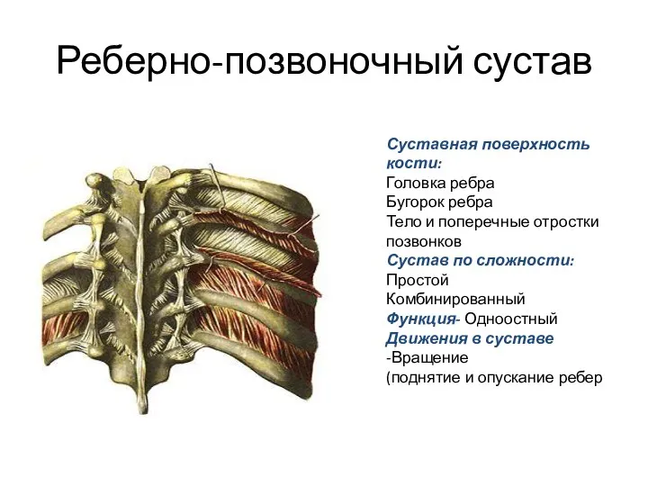 Реберно-позвоночный сустав Суставная поверхность кости: Головка ребра Бугорок ребра Тело и поперечные отростки