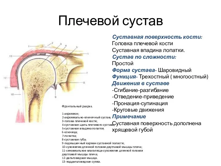 Плечевой сустав Фронтальный разрез. 1-акромион; 2-акромиально-ключичный сустав; 3-голова плечевой кости; 4-суставная щель плечевого