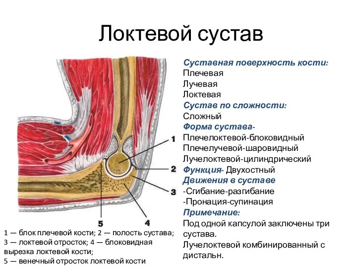 Локтевой сустав 1 — блок плечевой кости; 2 — полость сустава; 3 —
