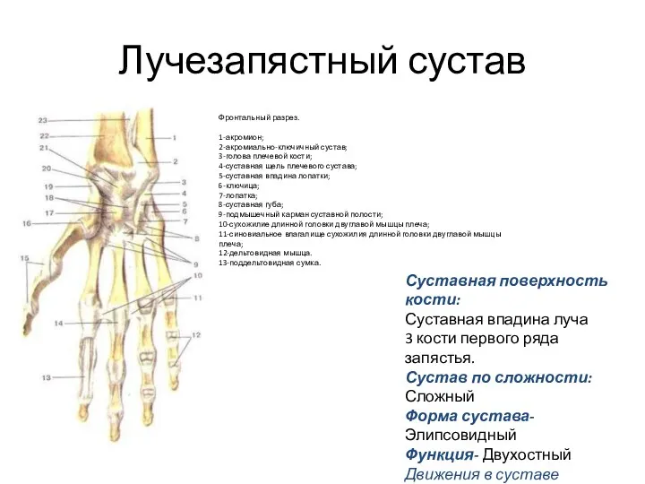 Лучезапястный сустав Фронтальный разрез. 1-акромион; 2-акромиально-ключичный сустав; 3-голова плечевой кости; 4-суставная щель плечевого