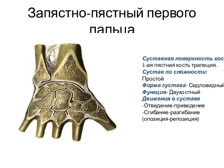 Запястно-пястный первого пальца Суставная поверхность кости: 1-ая пястная кость трапеция. Сустав по сложности: