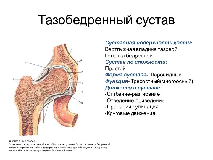 Тазобедренный сустав Фронтальный разрез. 1-тазовая кость; 2-суставной хрящ; 3-полость сустава; 4-связка головки бедренной